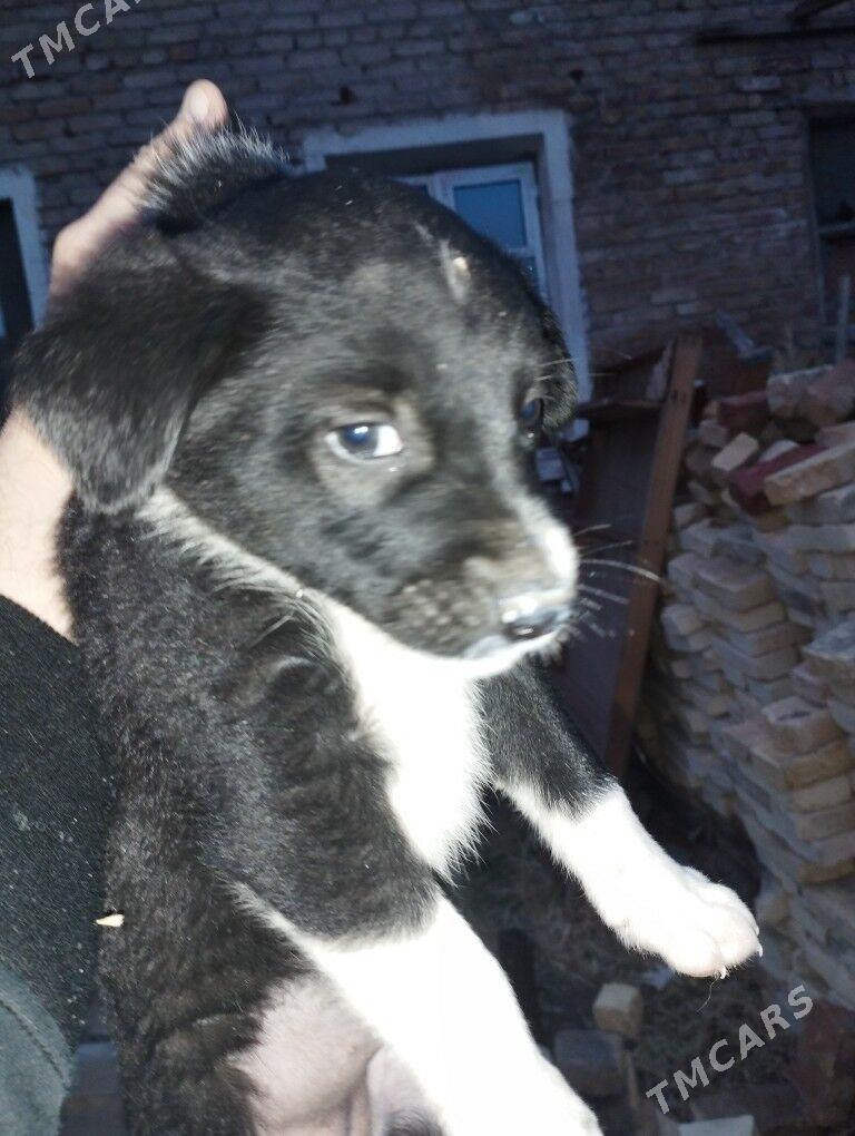 щенки дворняжки. - Туркменабат - img 1