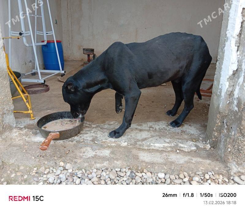 PITBUL - Balkanabat - img 1