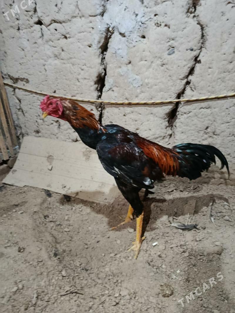 бойец - Çärjew - img 1