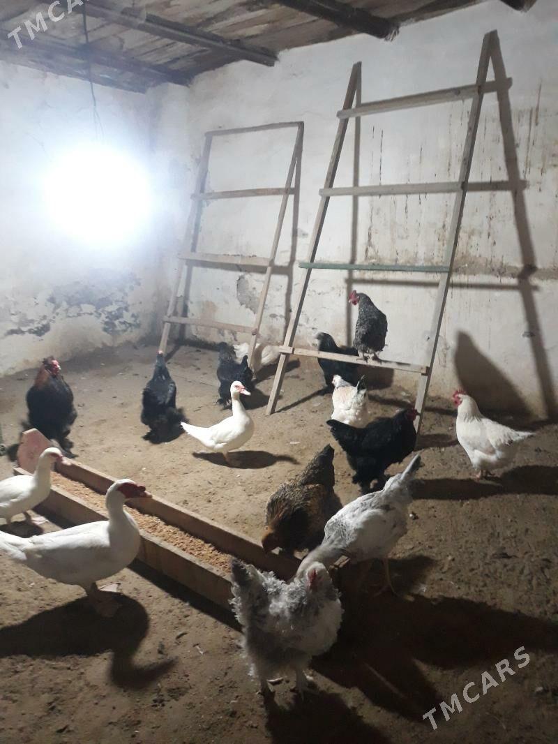 Towuk  - Балканабат - img 1