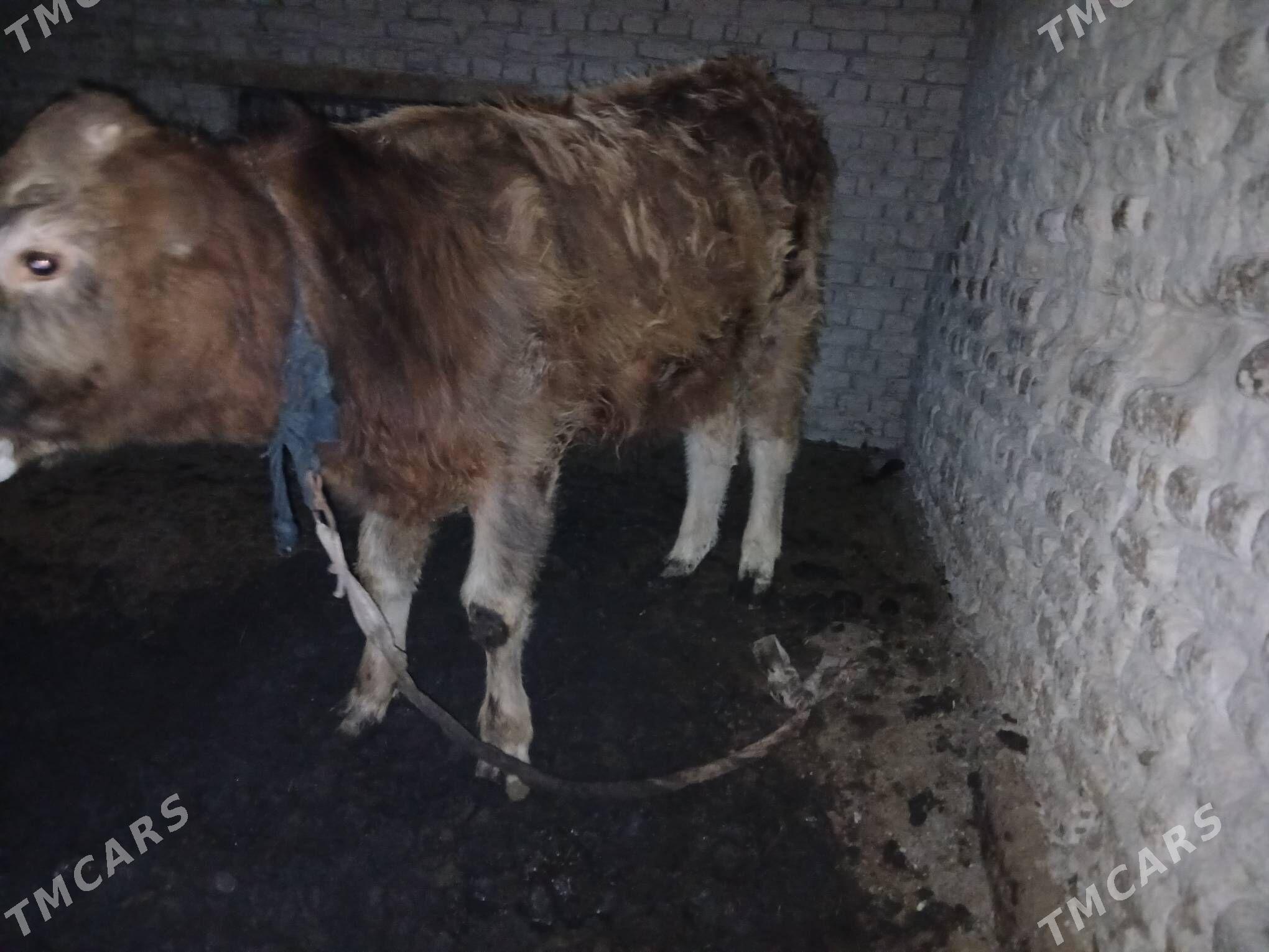 şiwes ÖKÜZ - Мары - img 1