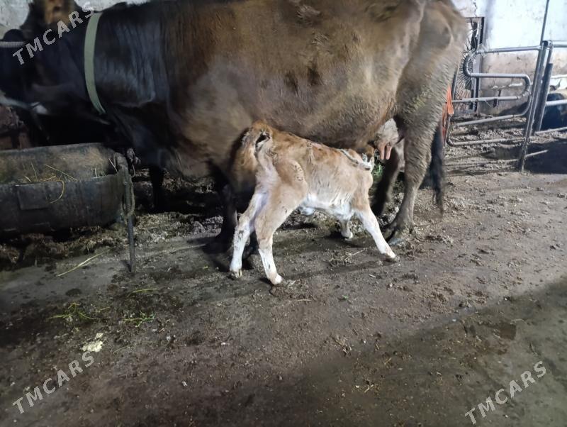 саглык - Türkmenabat - img 1