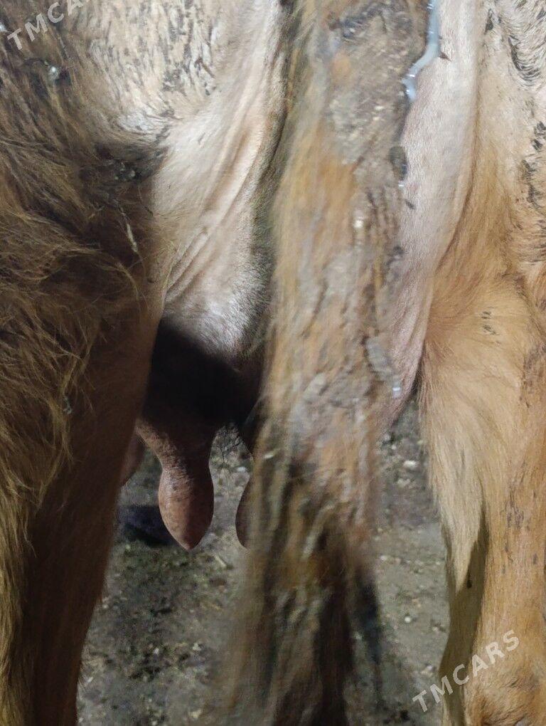 Саглык - Туркменабат - img 1