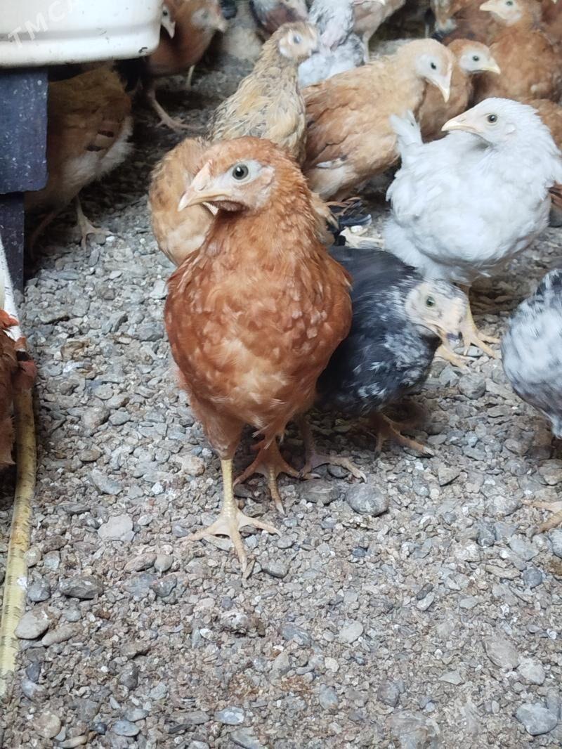 Juyjeler suratyn asagyny Okan! - Gökdepe - img 1