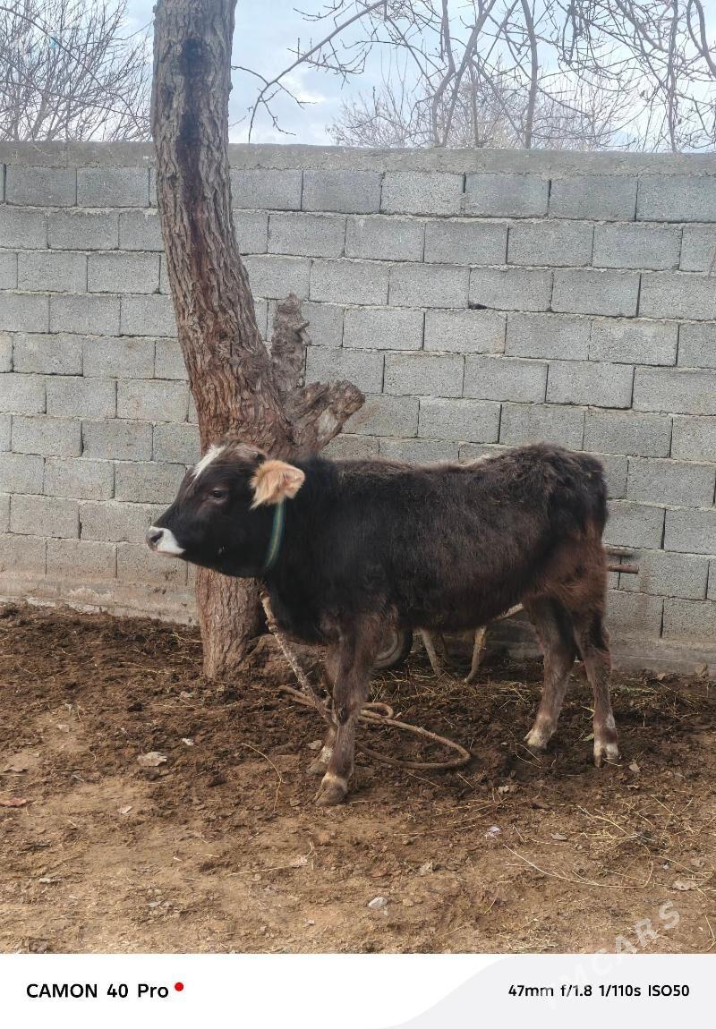 Okuz - Gypjak - img 1