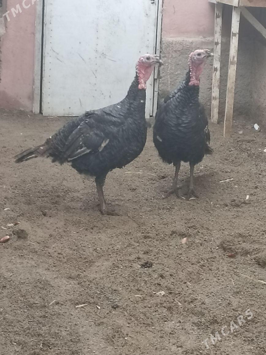 induk - Türkmenbaşy - img 1