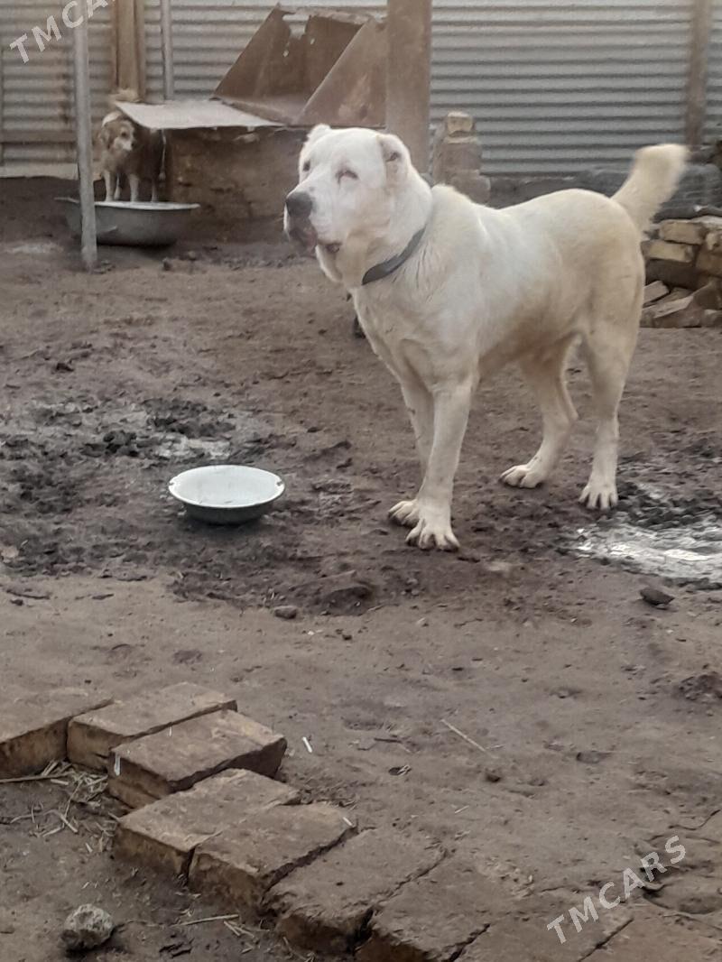 Akguş - Байрамали - img 1