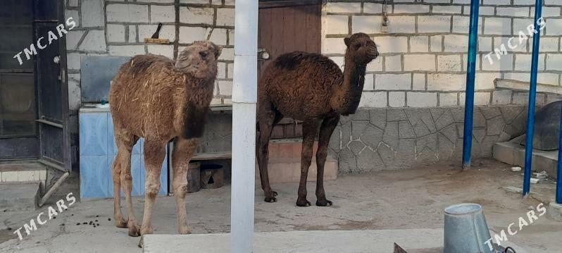 Torum - Gyzylarbat - img 1