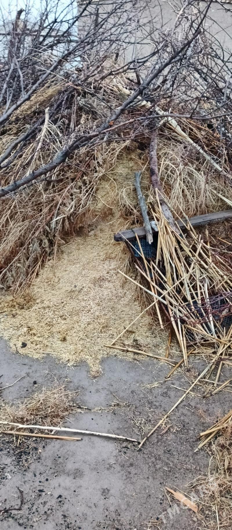 saman - Görogly (Tagta) - img 1