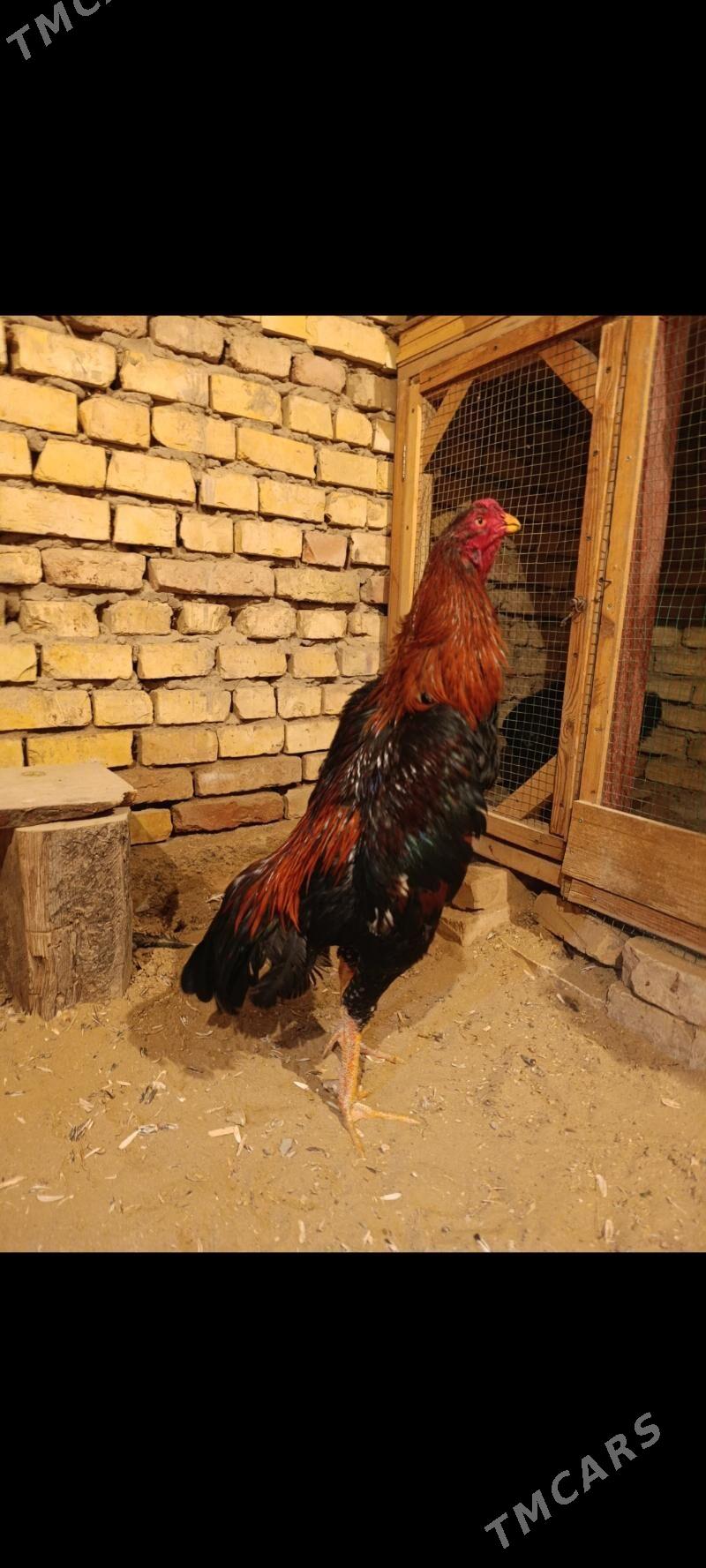 Taskent - Mary - img 1