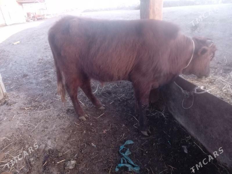 oküz - Çärjew - img 1