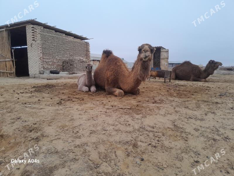 Kosekgil Duye - Sakarçäge - img 1