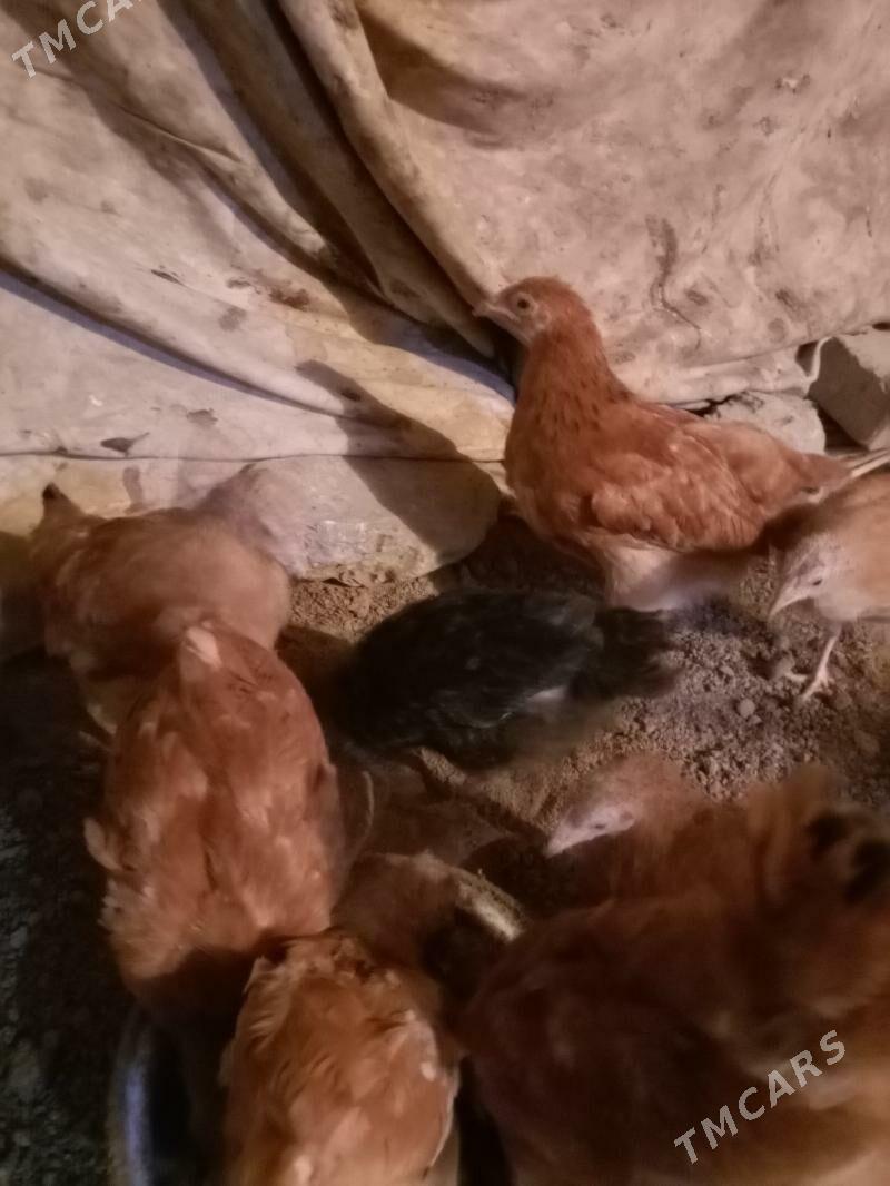 juyje - Gubadag - img 1