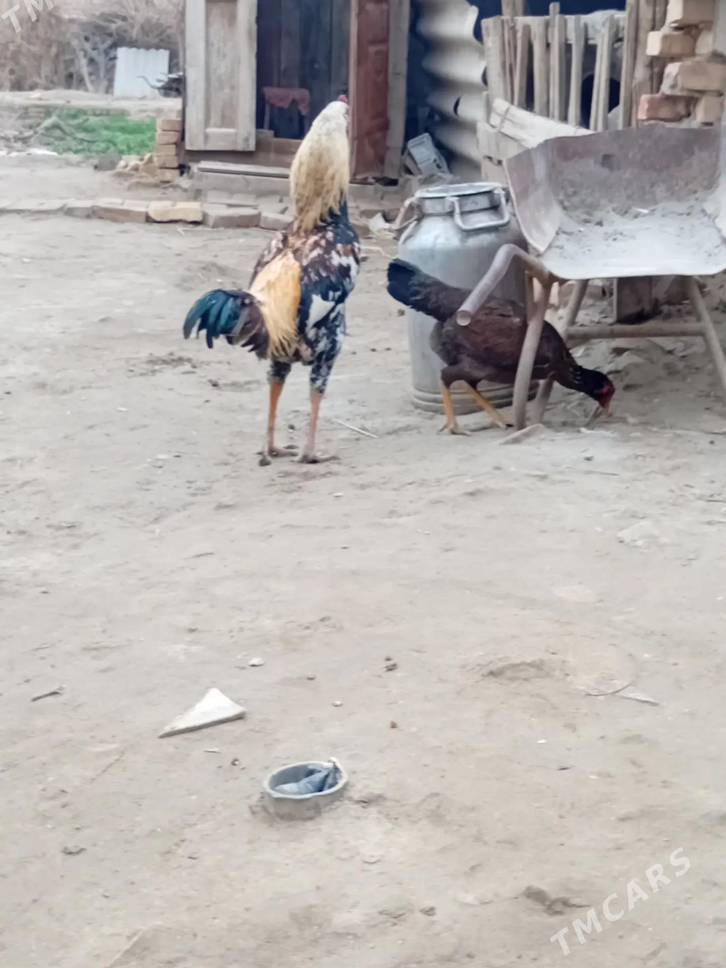 bayes horaz - Türkmenabat - img 1