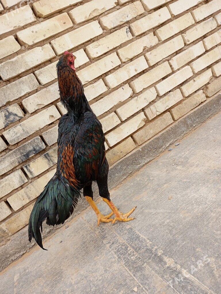 bayes horaz maki - Mary - img 1