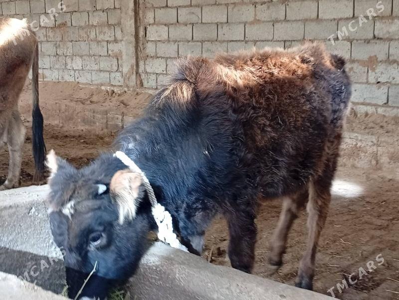 Tüwe - Гёкдепе - img 1