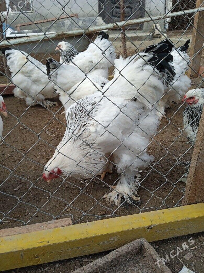 brama - Hitrowka - img 1