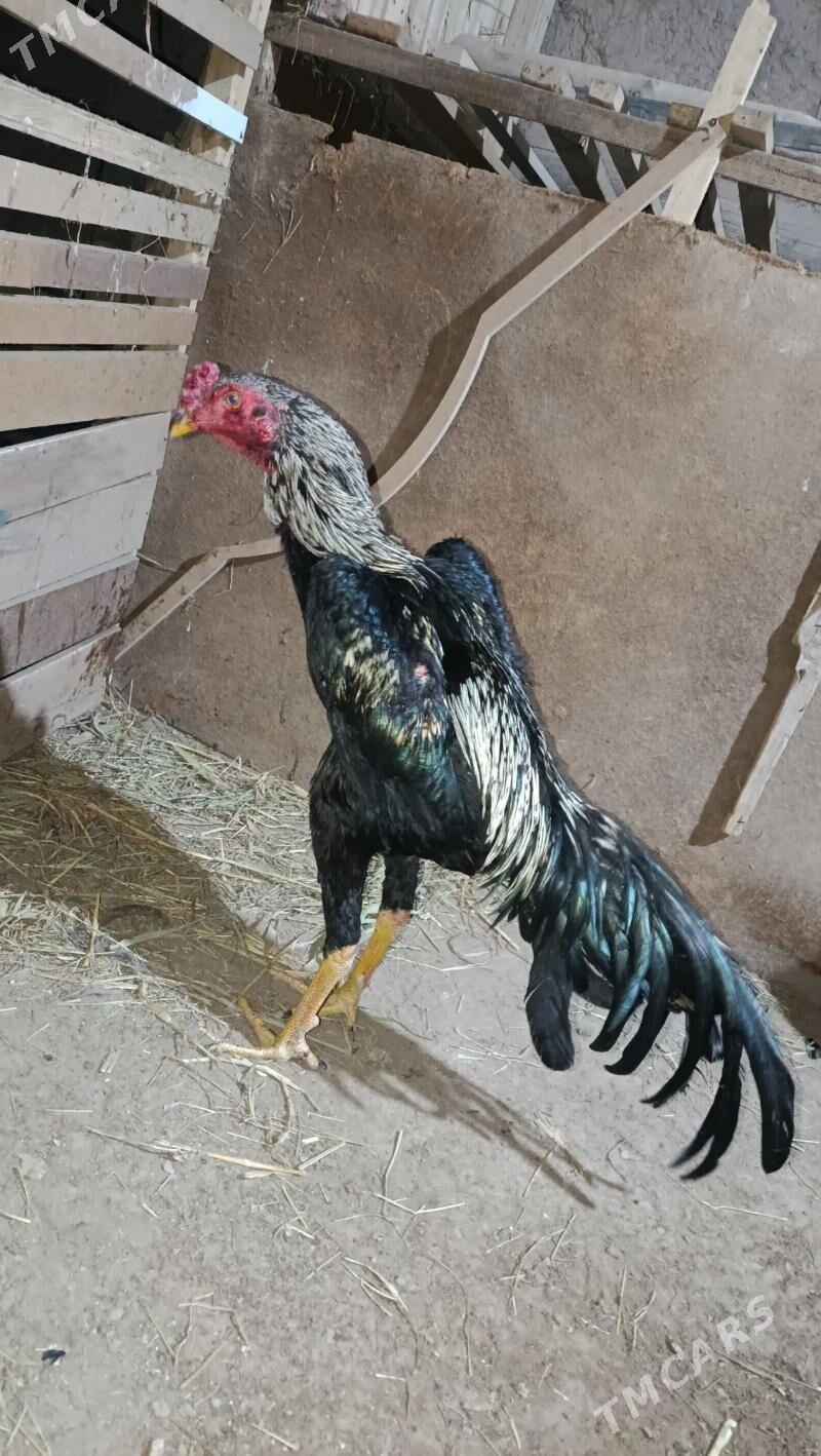 horaz - Daşoguz - img 1