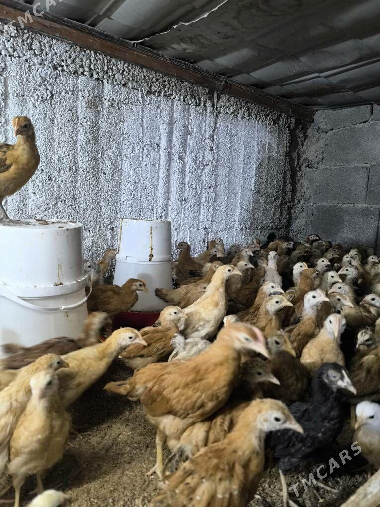 juyje - Büzmeýin - img 1