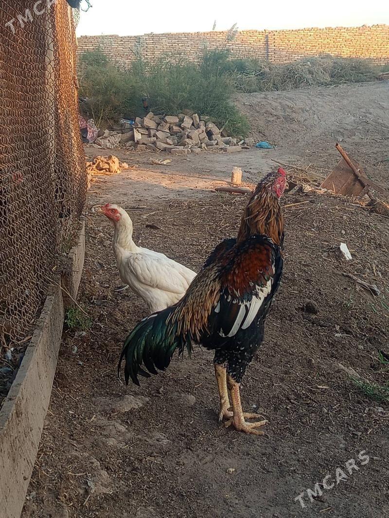 Alaja - Şabat etr. - img 1