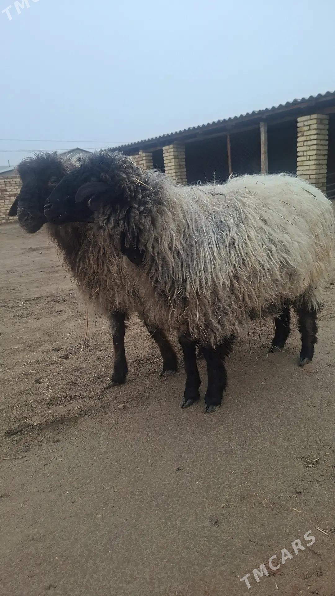 Goyun - Каракумский этрап - img 1