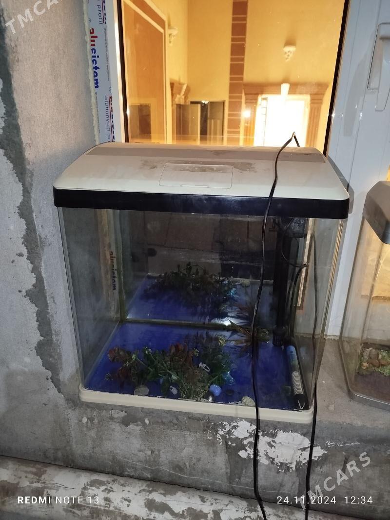 akwarium 75 litrlik - Туркменабат - img 1