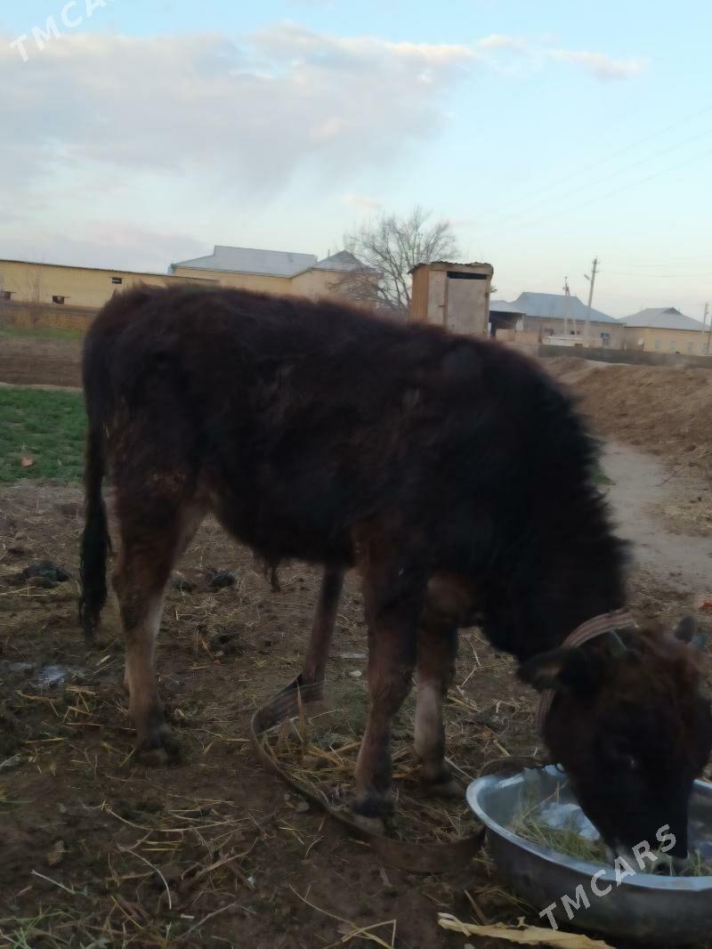 okuz gole - Мары - img 1