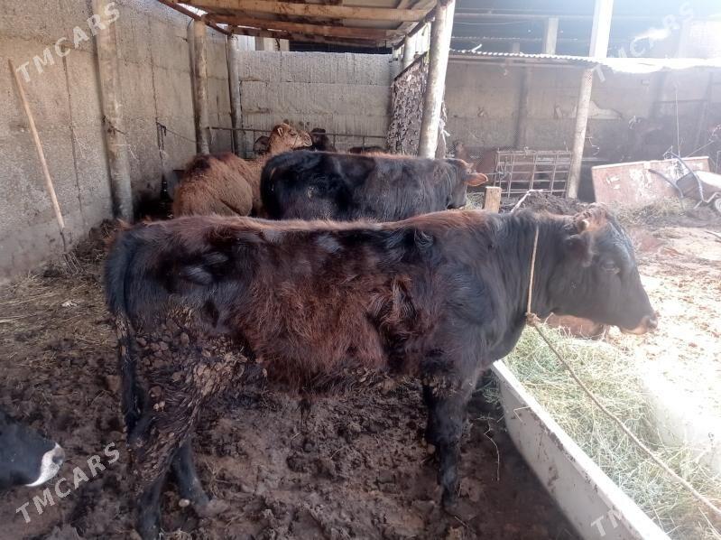 Baklan öküz - Gurtly - img 1