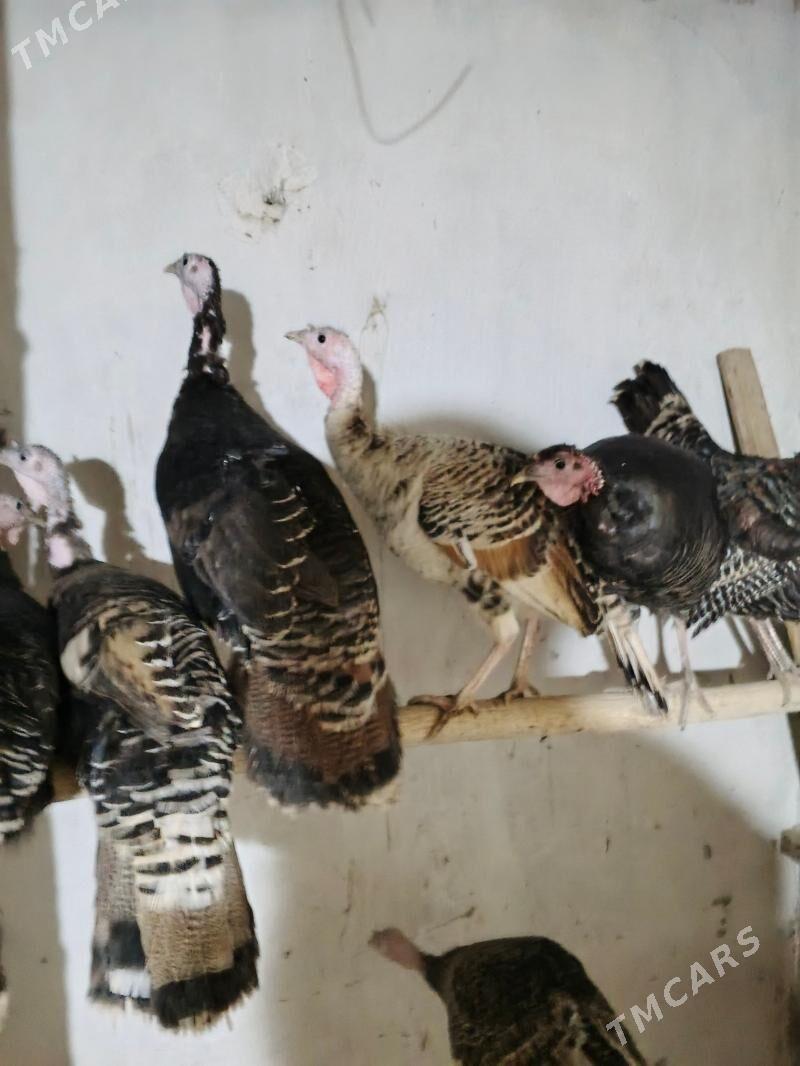 indug - Дашогуз - img 1