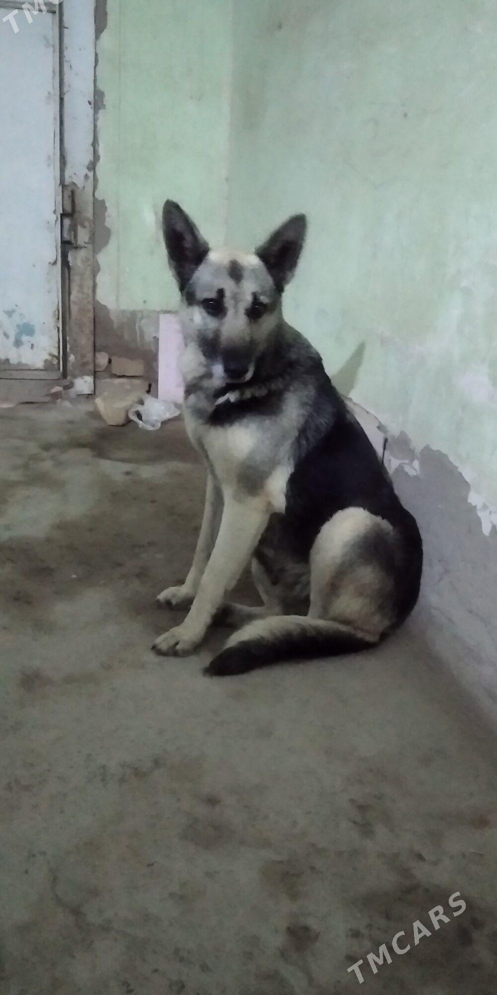 Awçerka_Avçy_gujuk - Çärjew - img 1