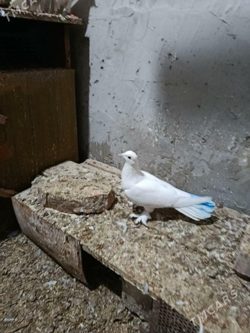 kepderi - Бахарден - img 1