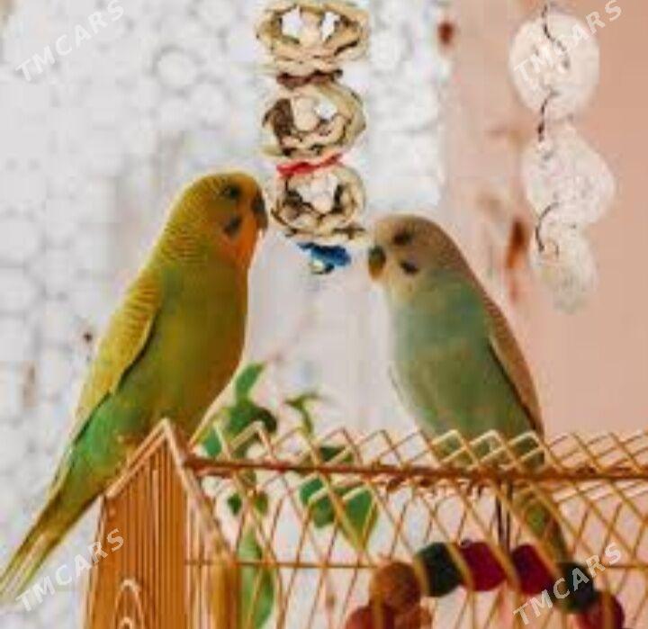 popugay komplekt gus - Aşgabat - img 1