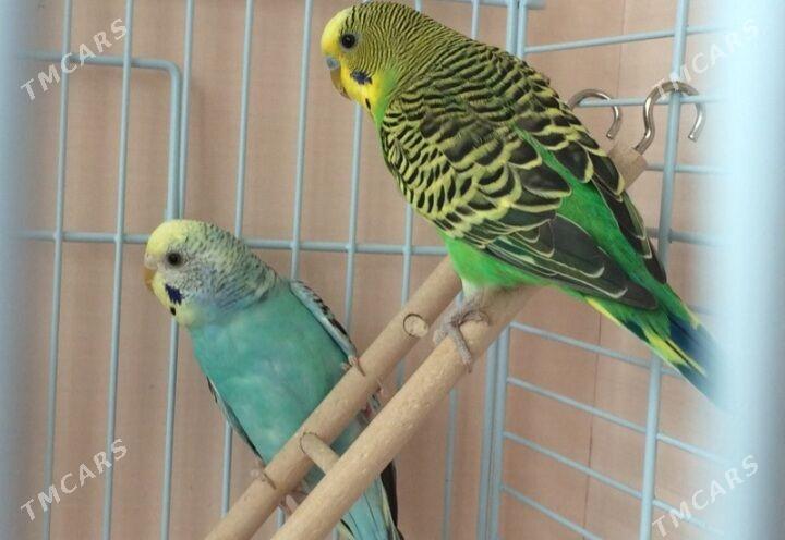 popugay setka kletka - Ашхабад - img 1