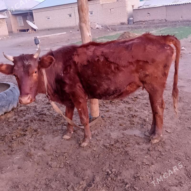 Sygyr bogaz. - Sakarçäge - img 1