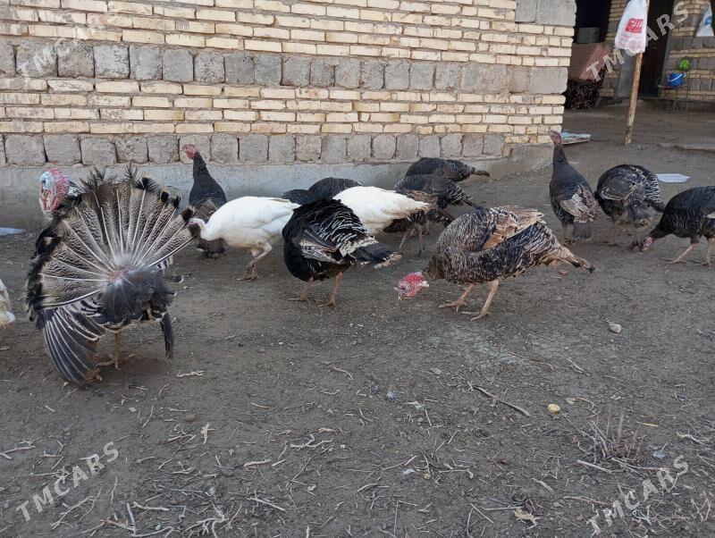 матка индуклар - Türkmenabat - img 1