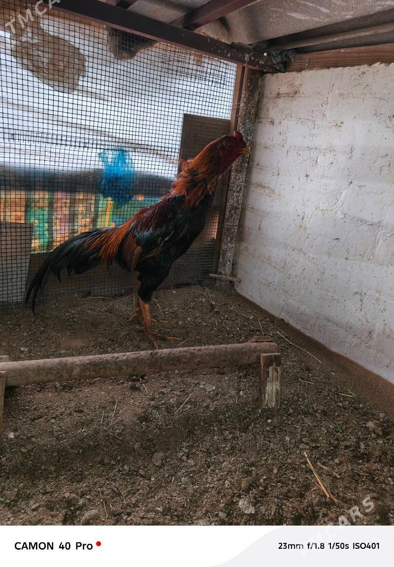 kazak nemis - Чарджоу - img 1