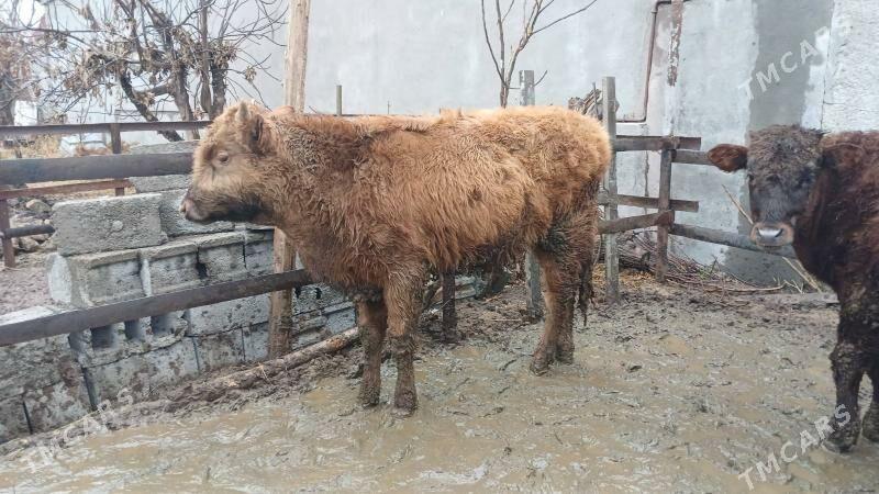 2 sany okuz - Багир - img 1