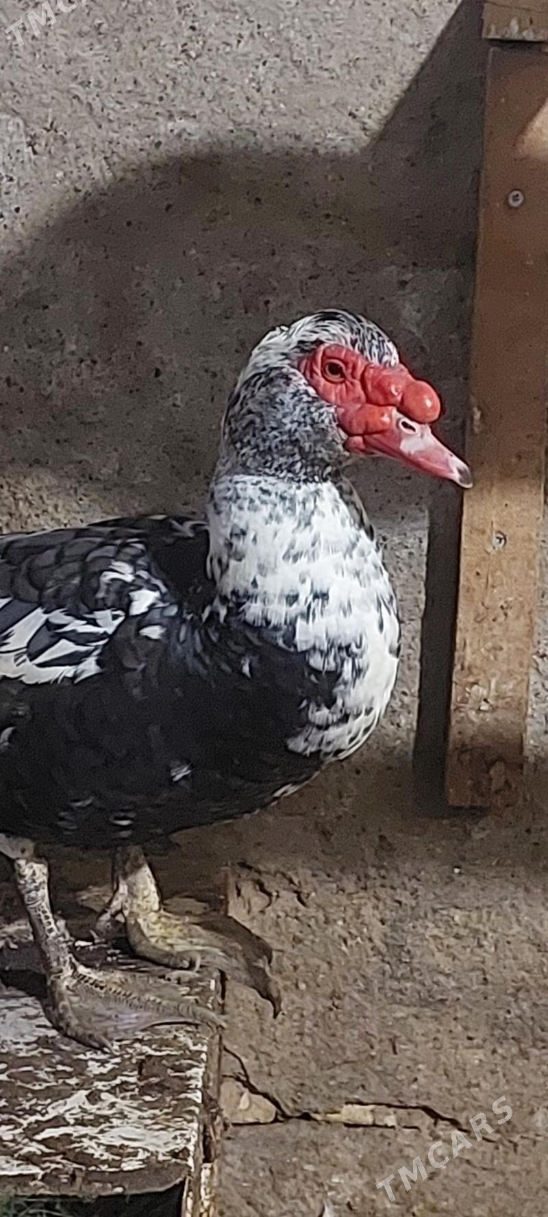 INDAUTKA HORAZ - Tejen - img 1