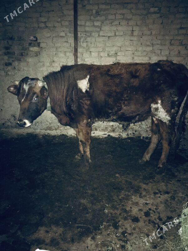 okuz - Ашхабад - img 1