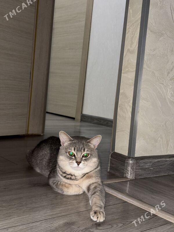 Кот - Ашхабад - img 1