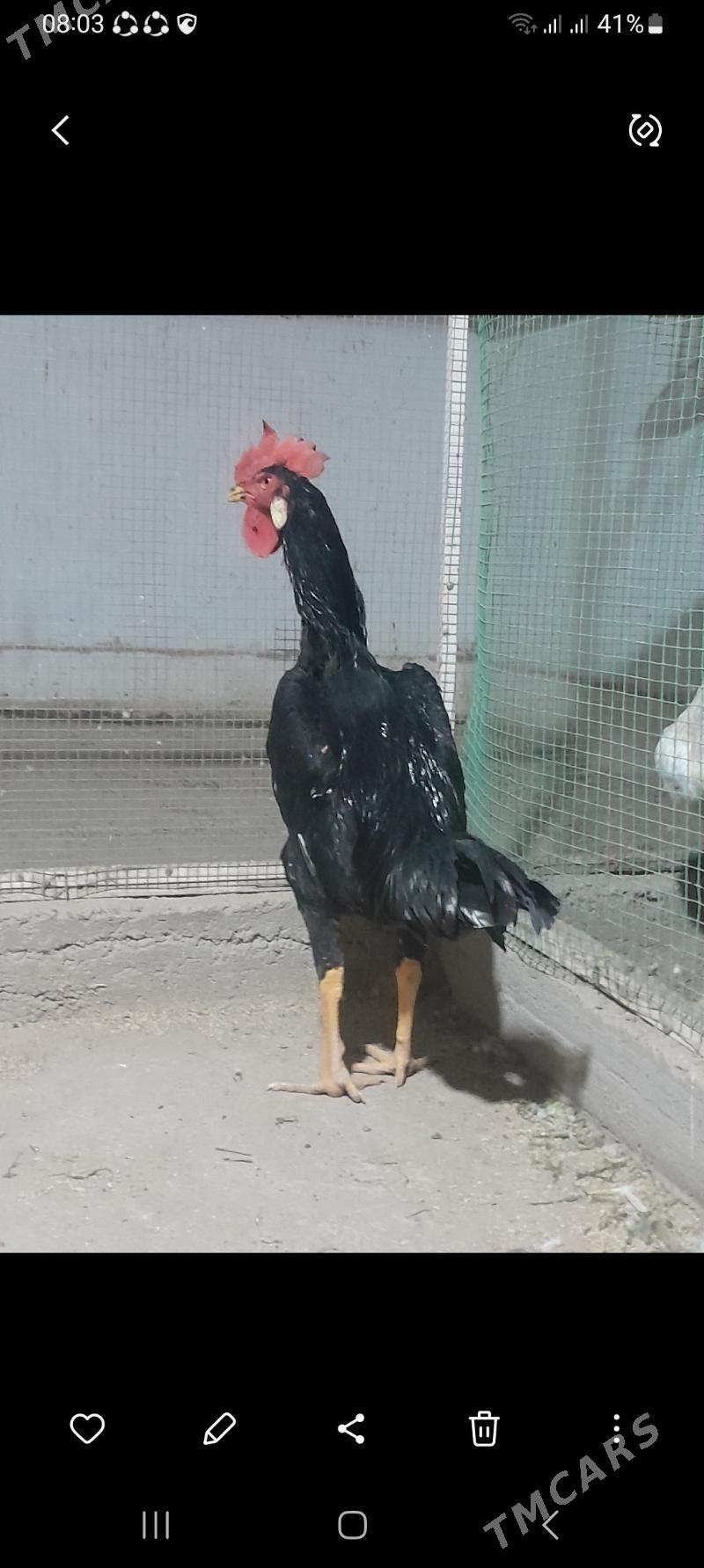 horaz - Mary - img 1