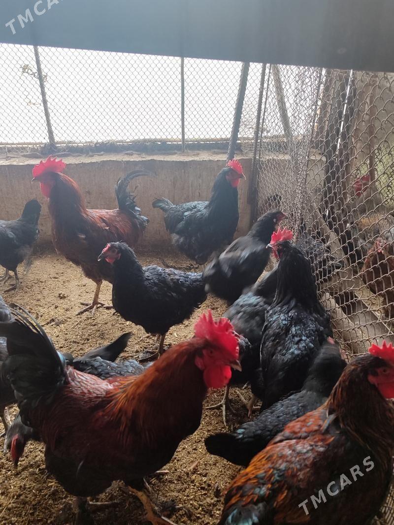 Paroda gigat jüyje - Чарджоу - img 1