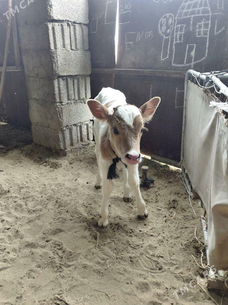 SIWES GOLELI SYGYR - Bäherden - img 1