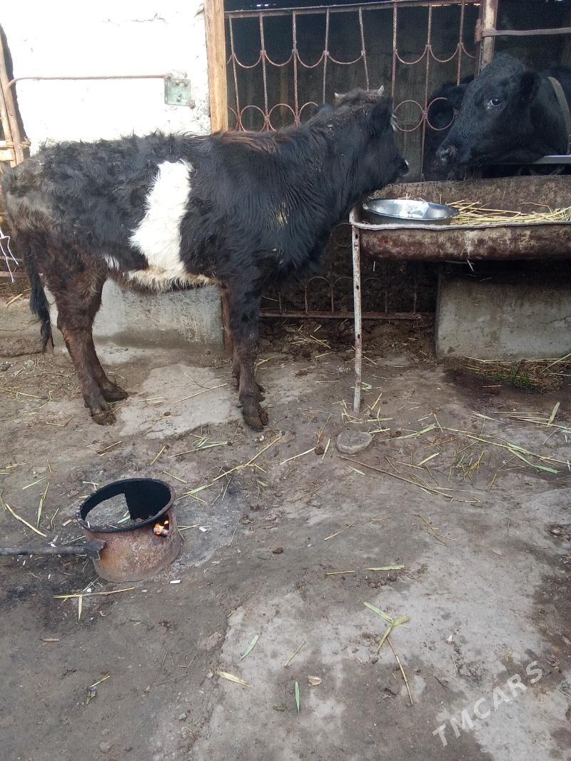 göle tüwe - Büzmeýin - img 1