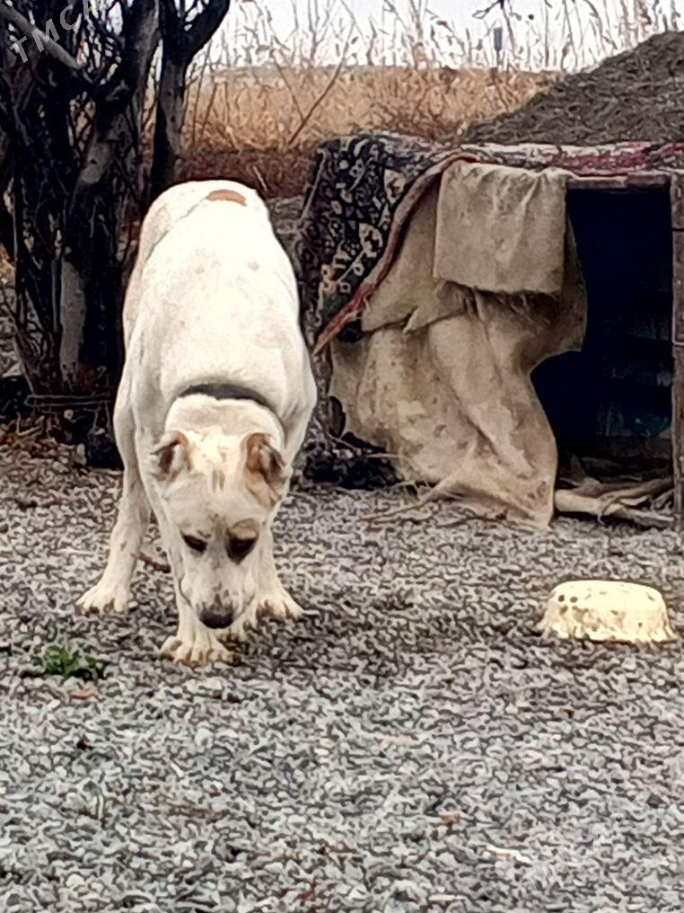 turkmen it - Ak bugdaý etraby - img 1