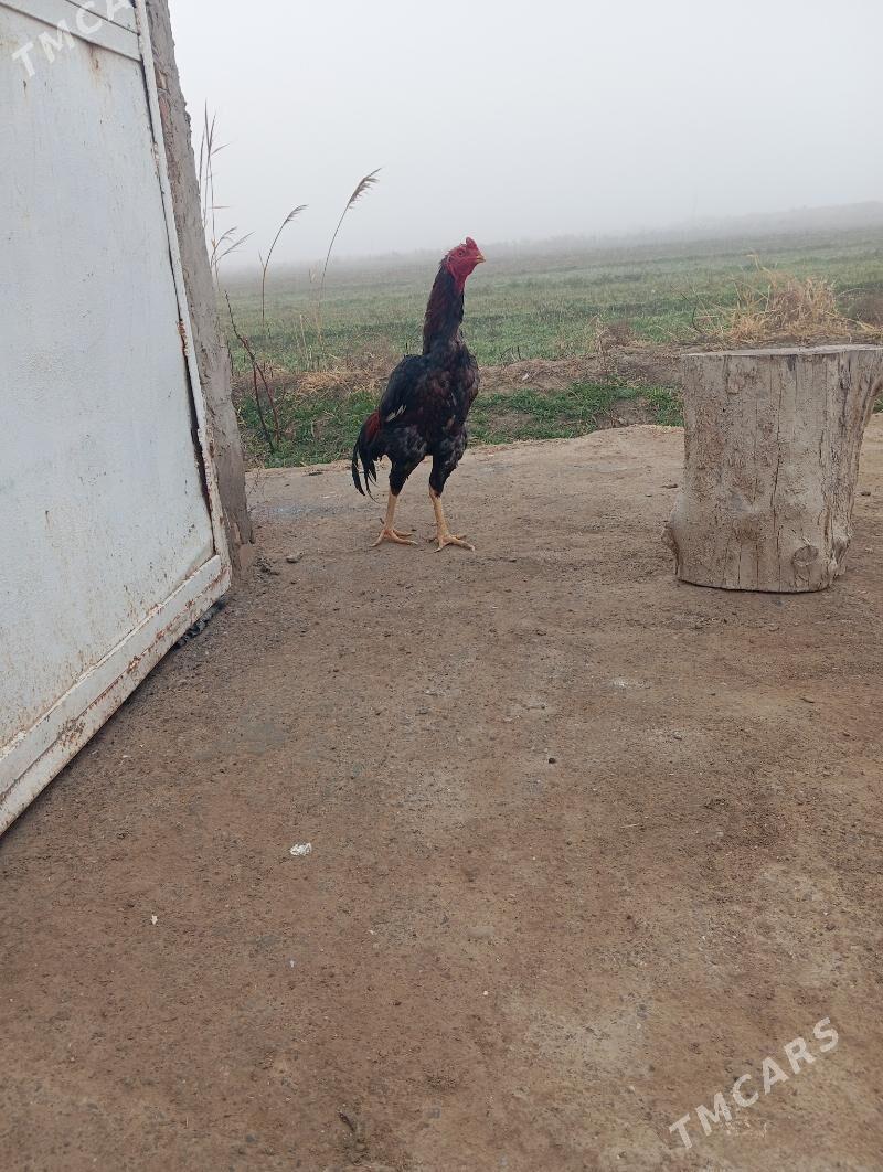 horaz - Baýramaly - img 1