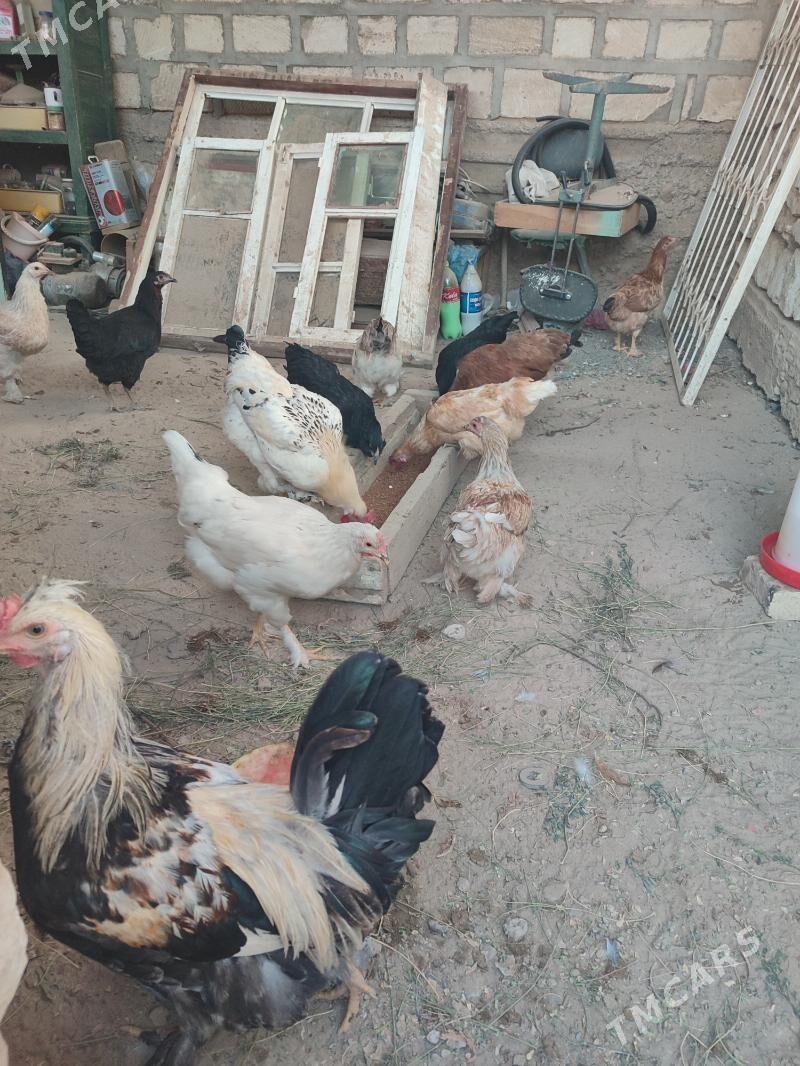 Towuk - Gyzylarbat - img 1