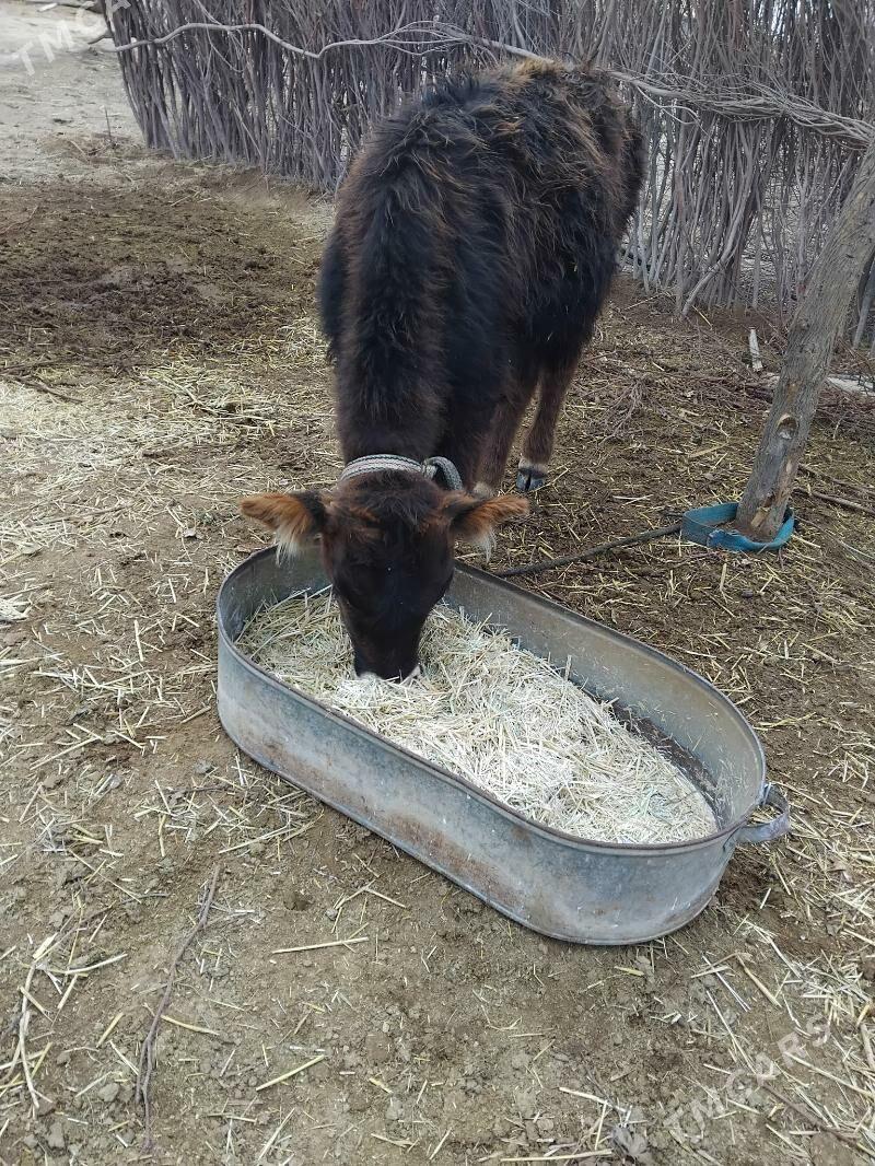 Ökizçe - Babadaýhan - img 1