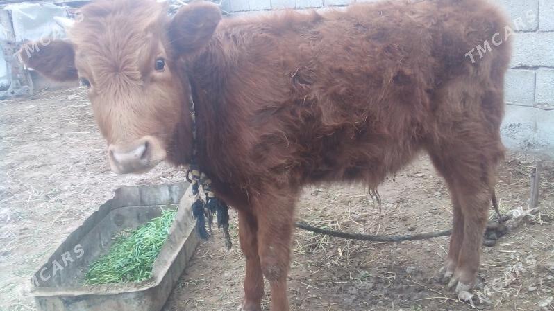 ökizçe - Tejen - img 1