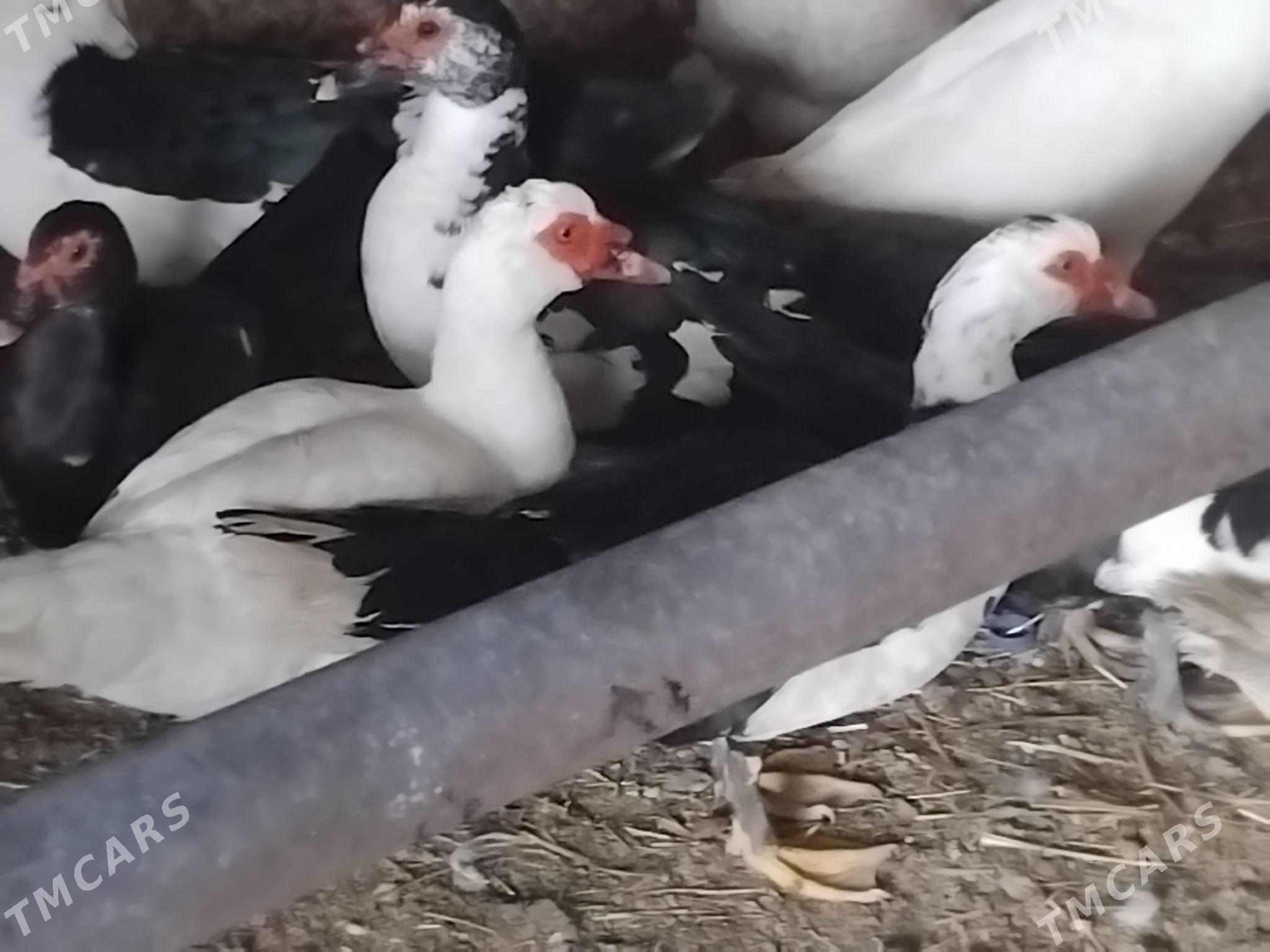 indawutga gus - Гёкдепе - img 1